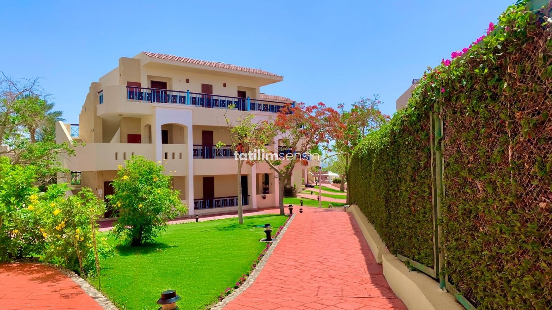 Ivy Cyrene Island - 5