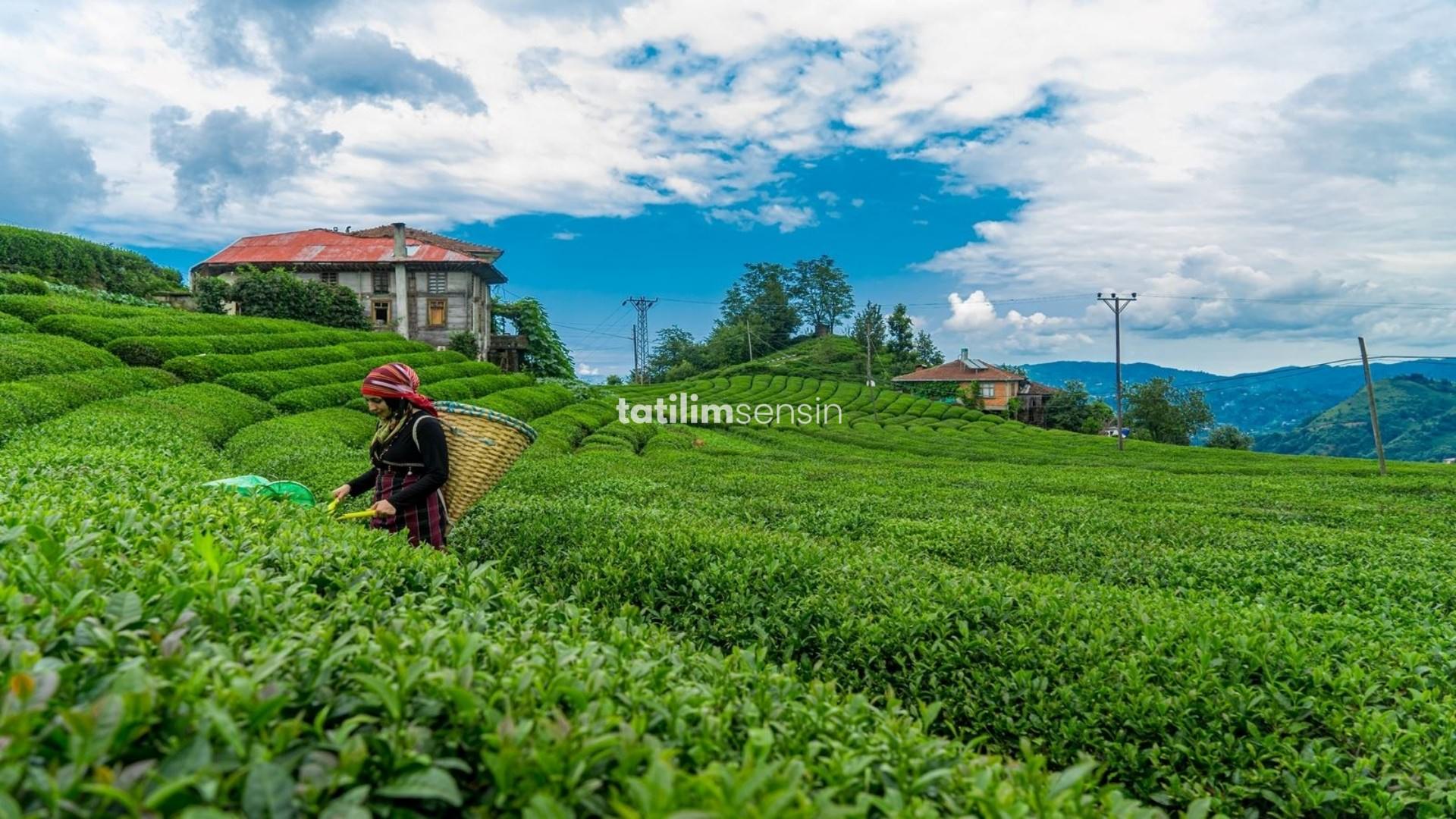 Uçaklı Karadeniz Yaylalar Ve Batum Turu (İstanbul Hareketli) - 4